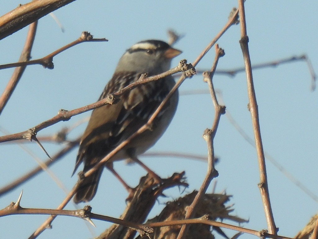 White-crowned Sparrow - ML525801821