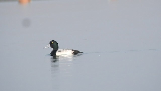 Greater Scaup - ML525802811