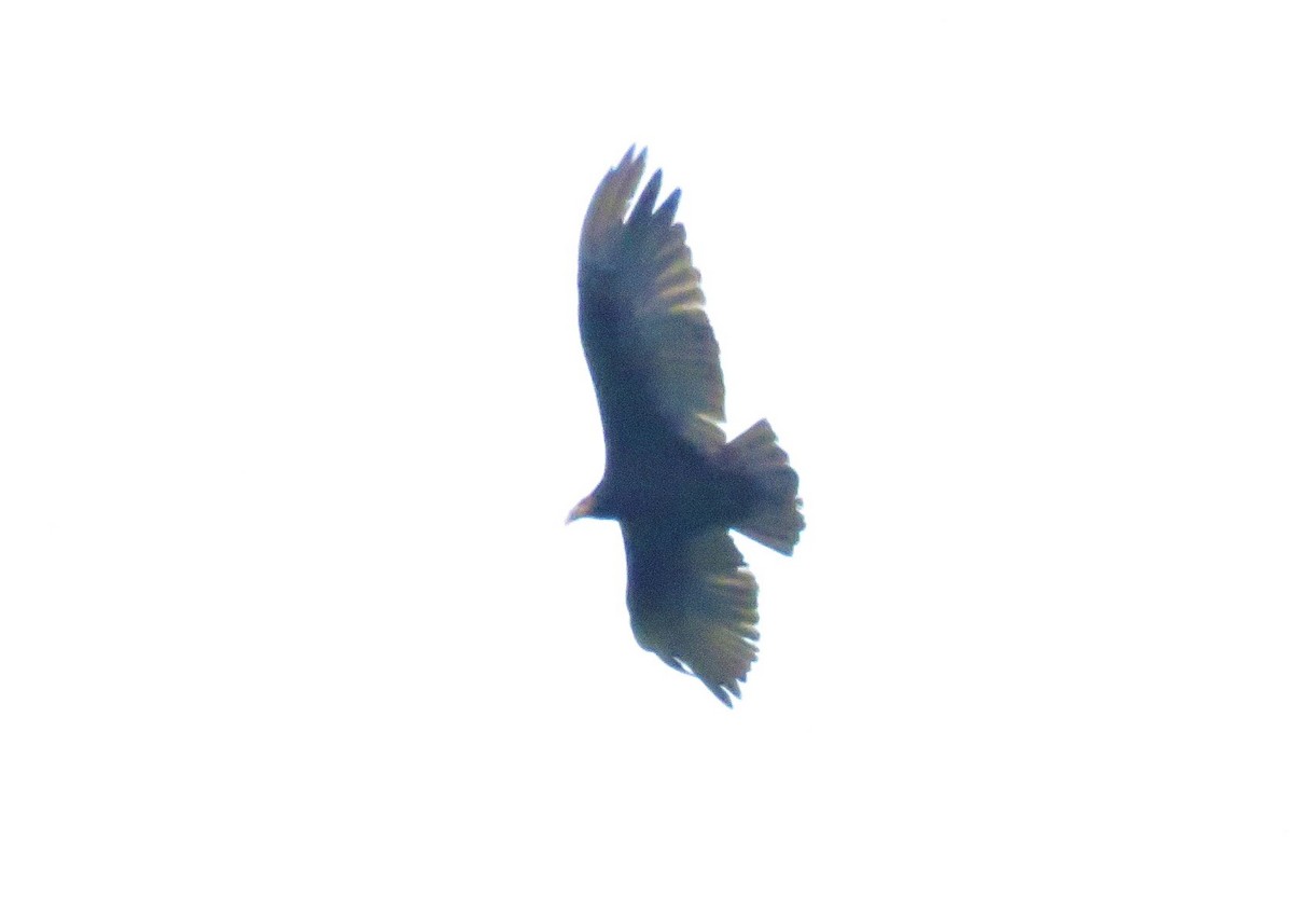 Lesser Yellow-headed Vulture - ML525803811