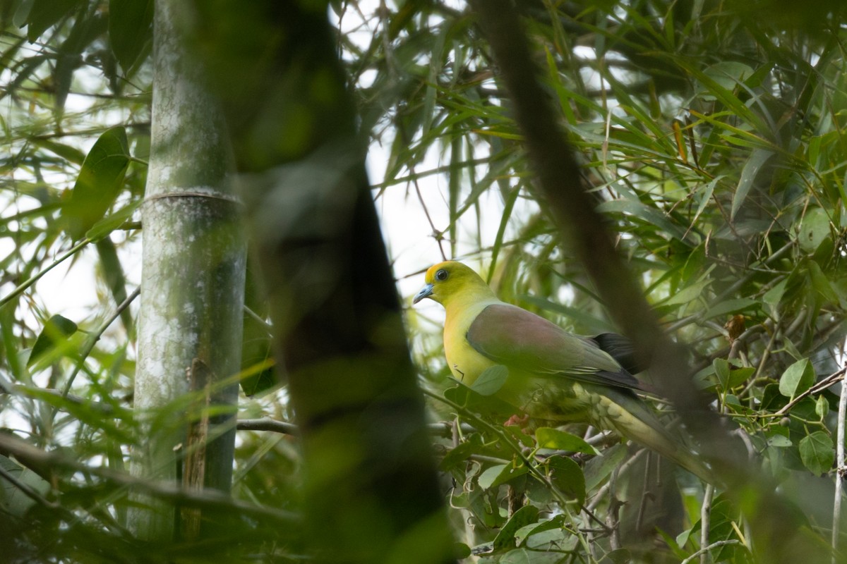 Wedge-tailed Green-Pigeon - ML525805201