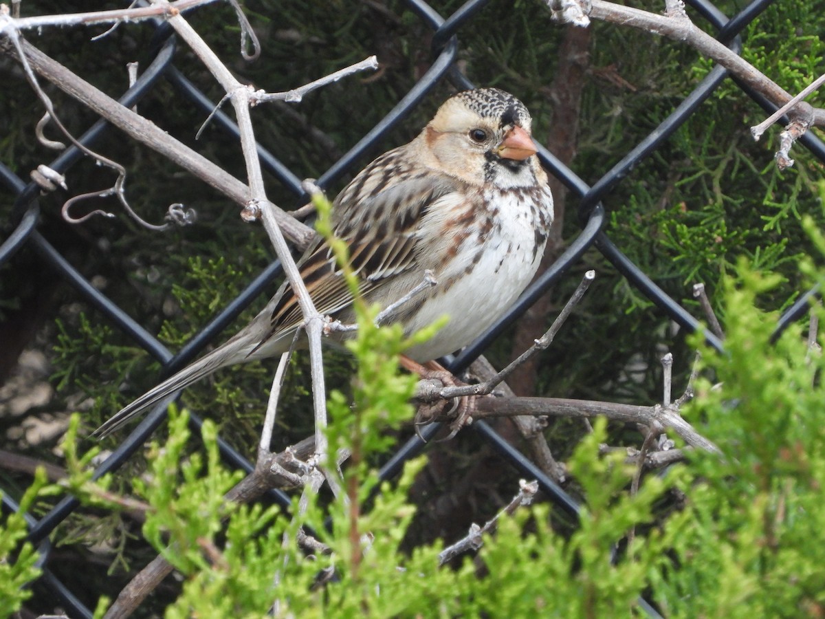 Harris's Sparrow - ML525806191
