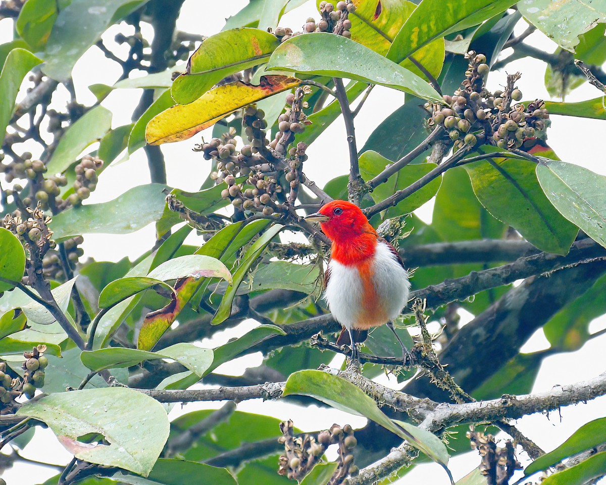 Scarlet-and-white Tanager - ML525806381