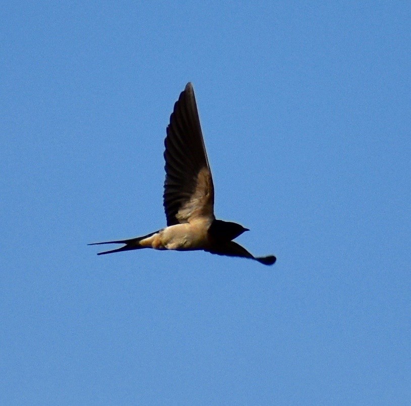 Barn Swallow - ML52580741