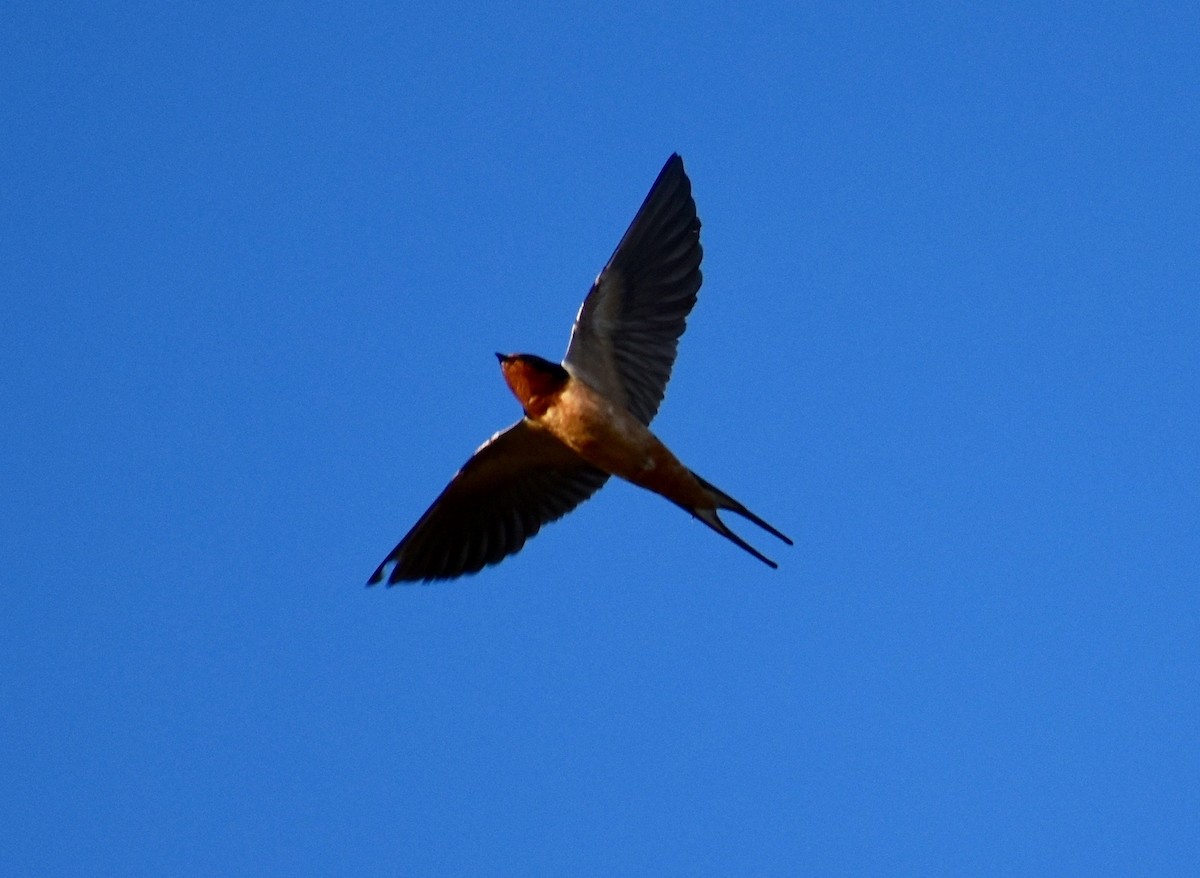 Barn Swallow - Jeff Graham