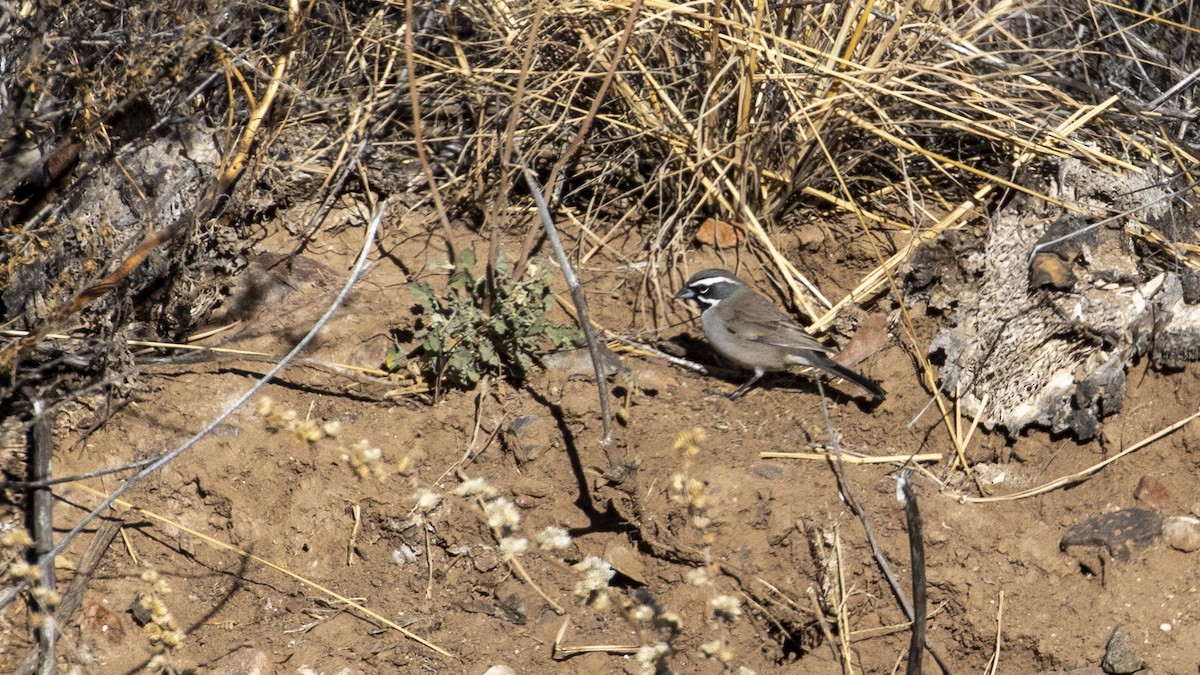 Black-throated Sparrow - ML525809571