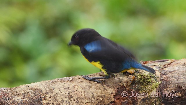 Black-and-gold Tanager - ML525809611