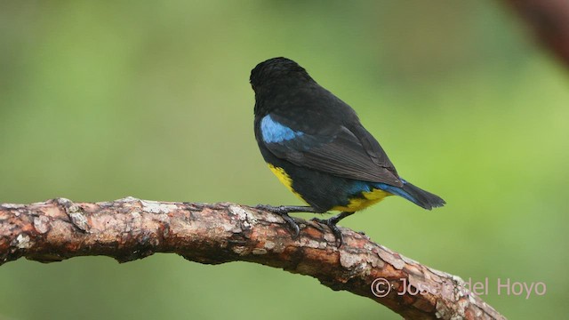 Black-and-gold Tanager - ML525809861