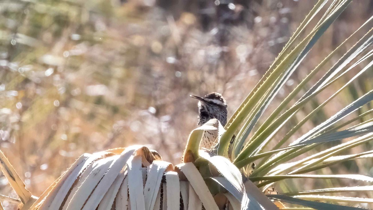 Cactus Wren - ML525809921
