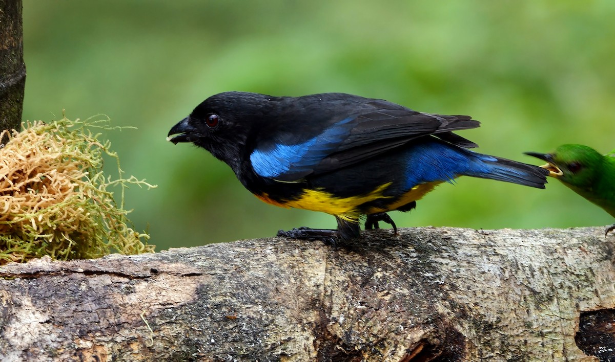 Black-and-gold Tanager - ML525811981