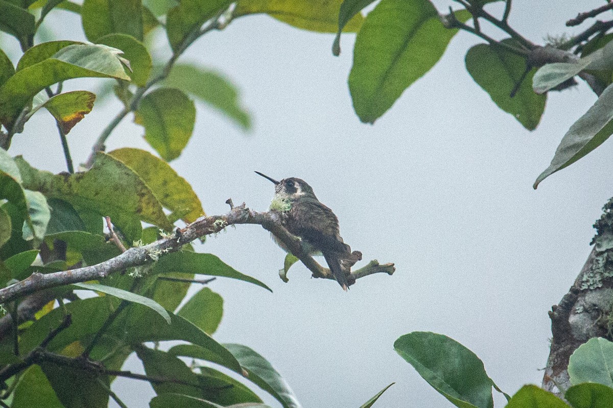 Speckled Hummingbird - Francisco Russo