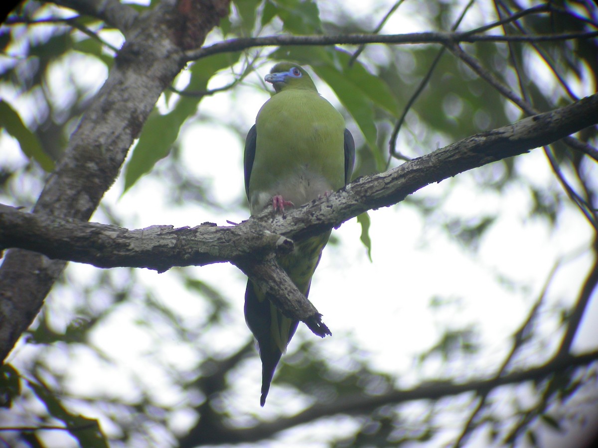 Yellow-vented Green-Pigeon - ML525812721