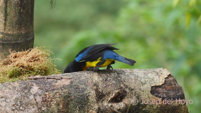 Black-and-gold Tanager - ML525813321