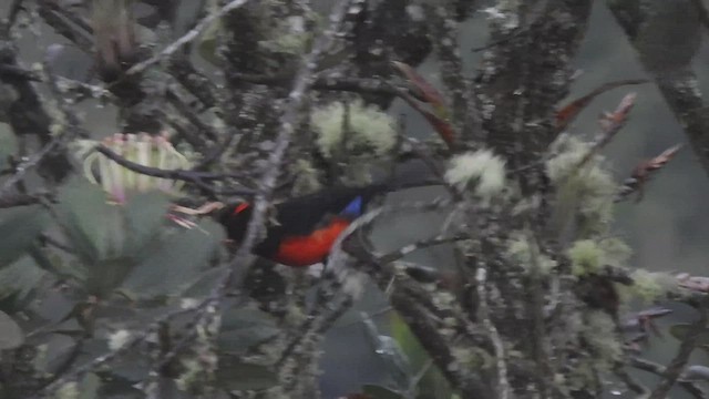 Scarlet-bellied Mountain Tanager - ML525825701