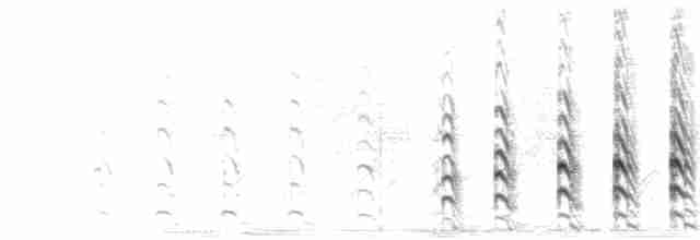  - Southern Lapwing (cayennensis)