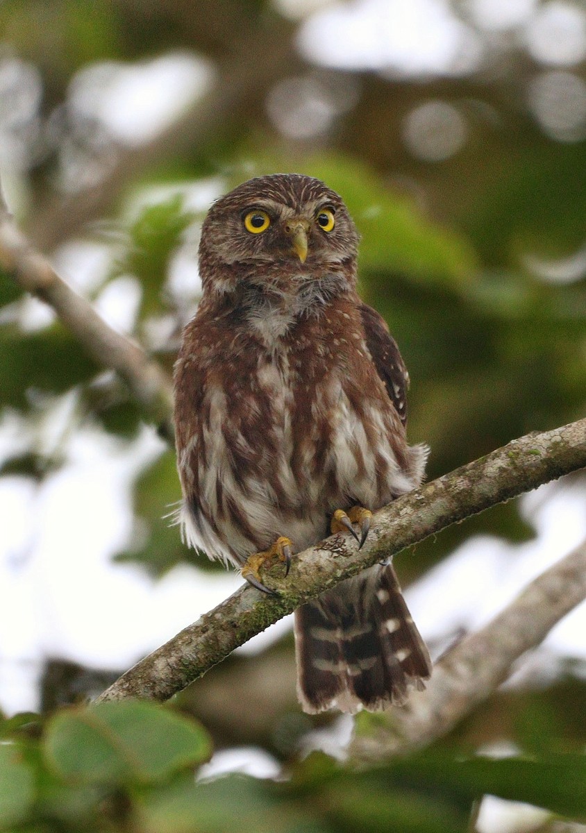 Ferruginous Pygmy-Owl - ML525828181
