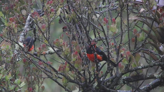 Scarlet-bellied Mountain Tanager - ML525828381