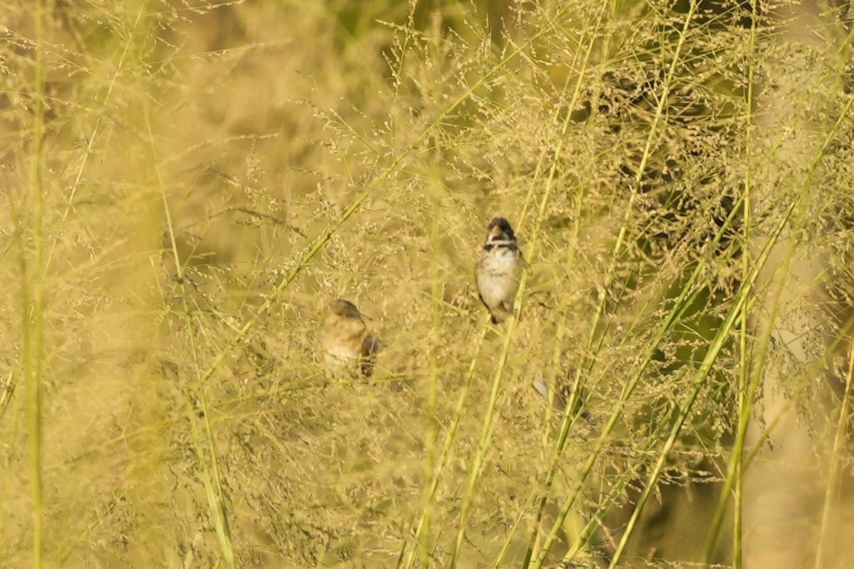 Double-collared Seedeater - ML525831901