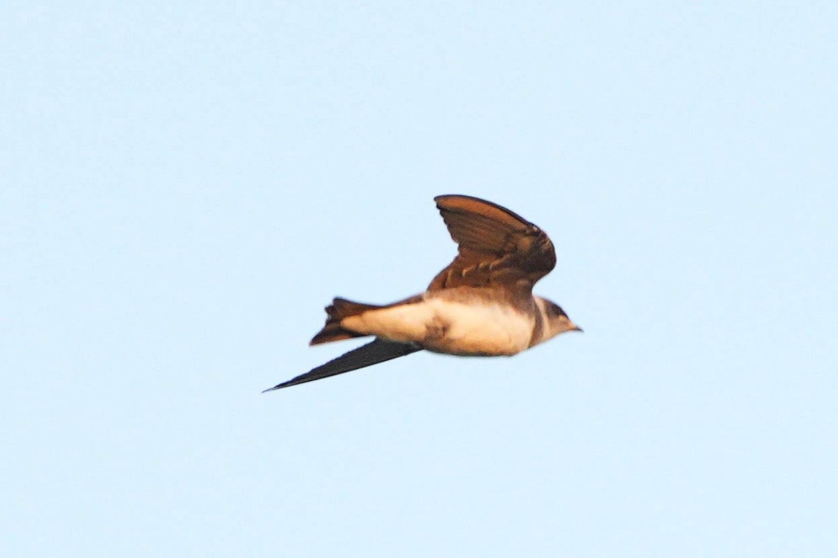 Brown-chested Martin - ML525832151