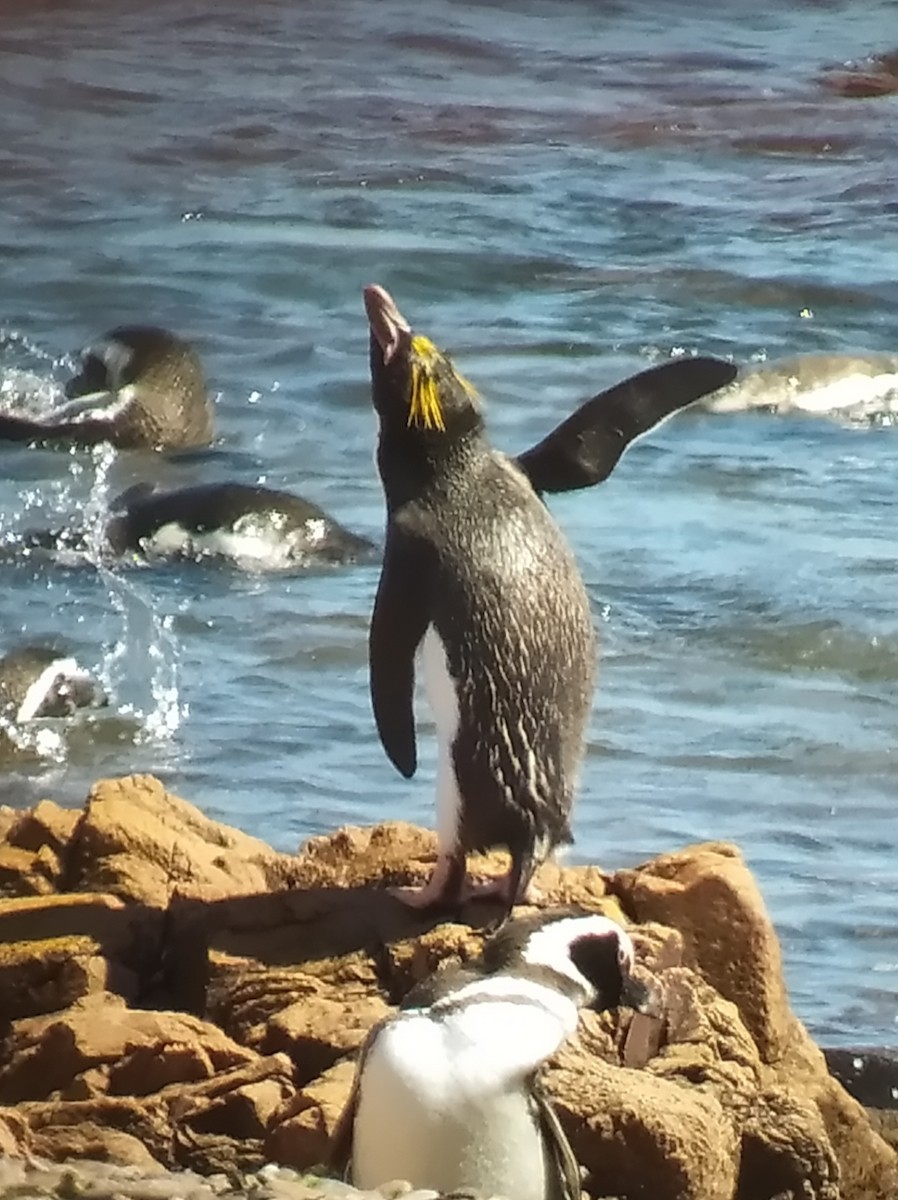 Златохохлый пингвин - ML525833721