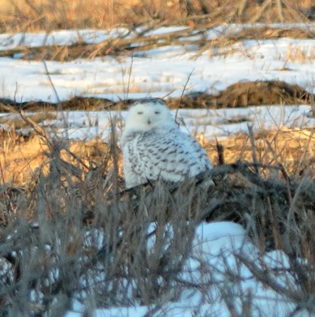 Snowy Owl - ML52583921