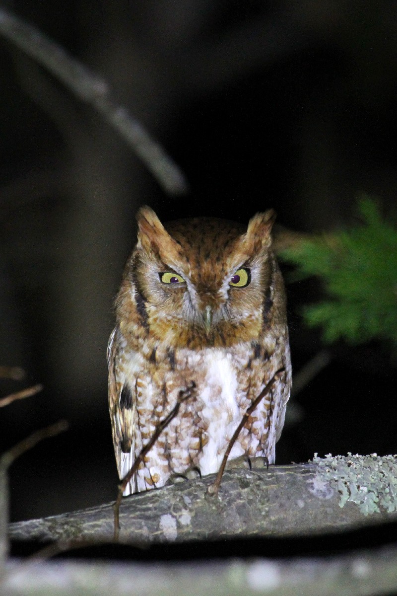 Eastern Screech-Owl - steve b
