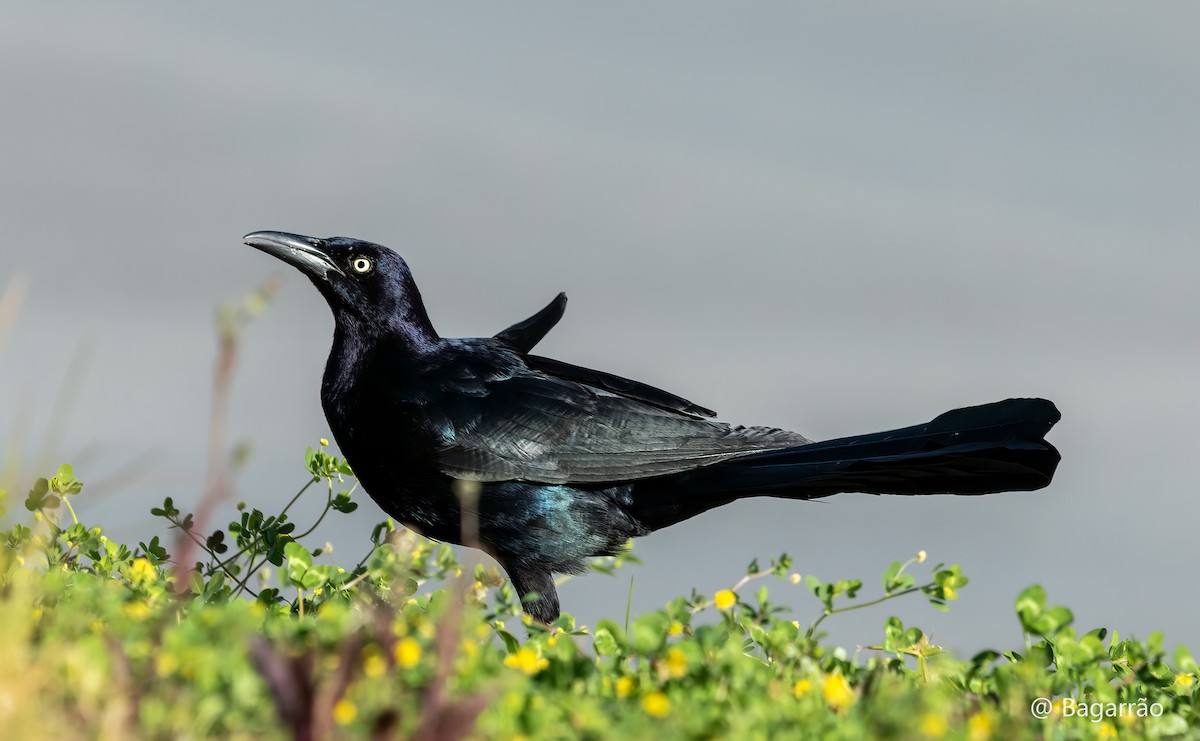 Great-tailed Grackle - ML525846911