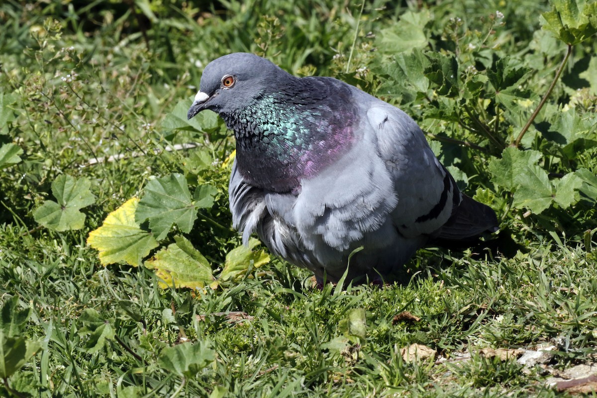 Rock Pigeon (Feral Pigeon) - ML52585141
