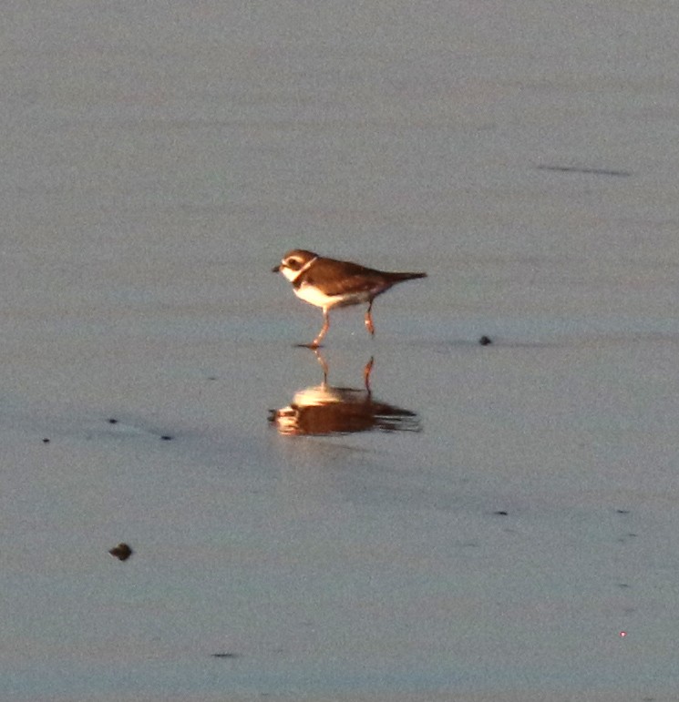 Semipalmated Plover - ML525854341
