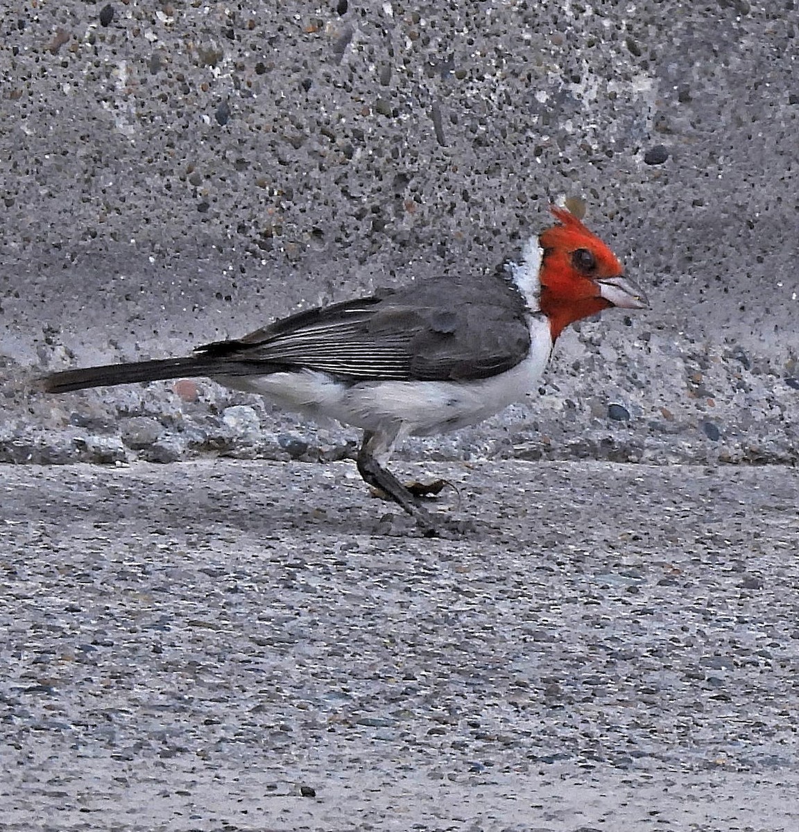Red-crested Cardinal - ML525854381