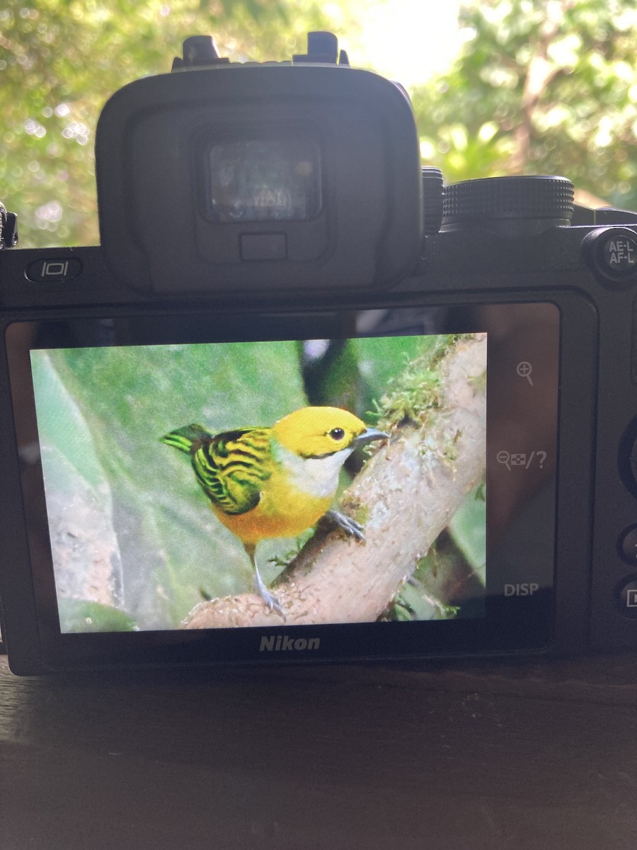 Silver-throated Tanager - ML525856401