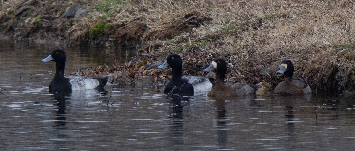 Greater Scaup - Richard Snow