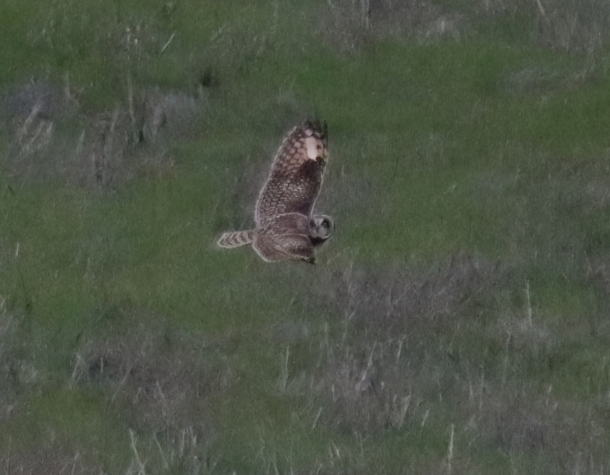 Short-eared Owl - ML525857641