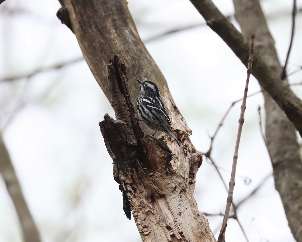 Black-and-white Warbler - ML525867621
