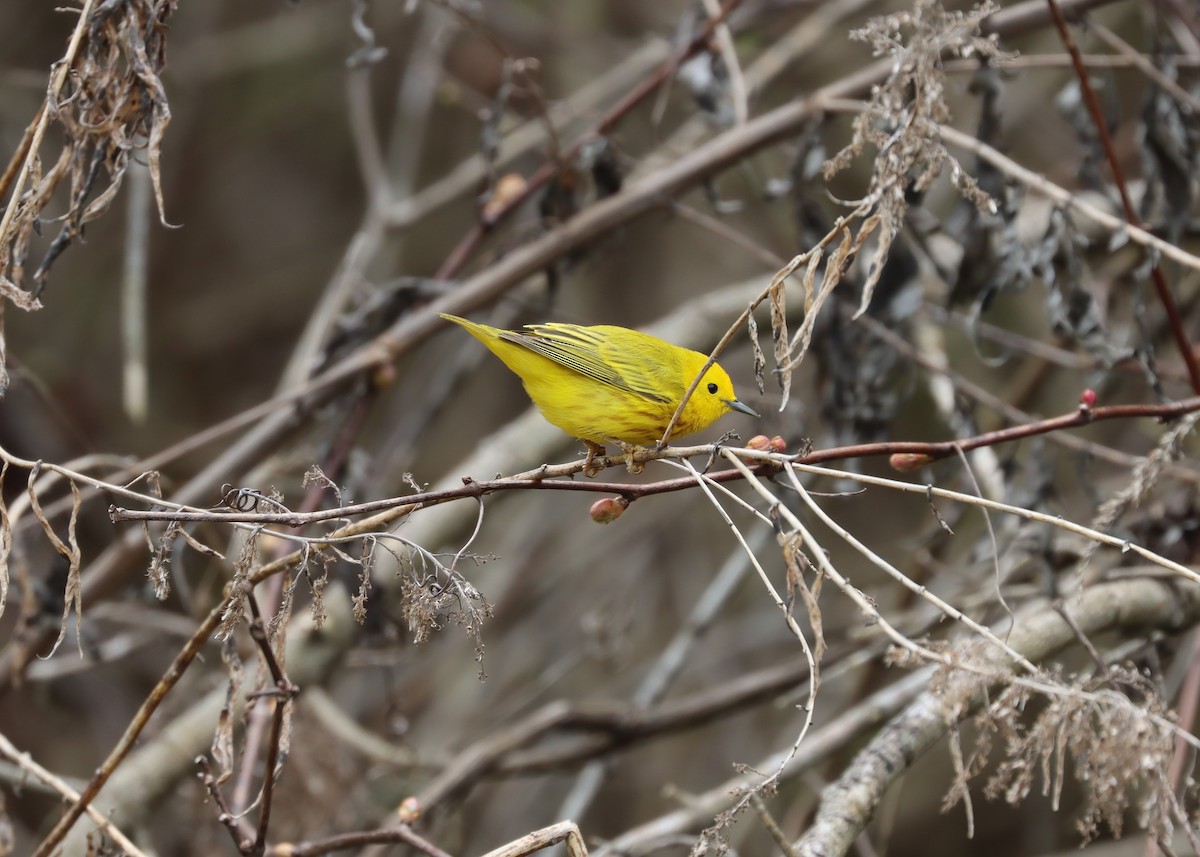 Yellow Warbler (Northern) - Jim Miles