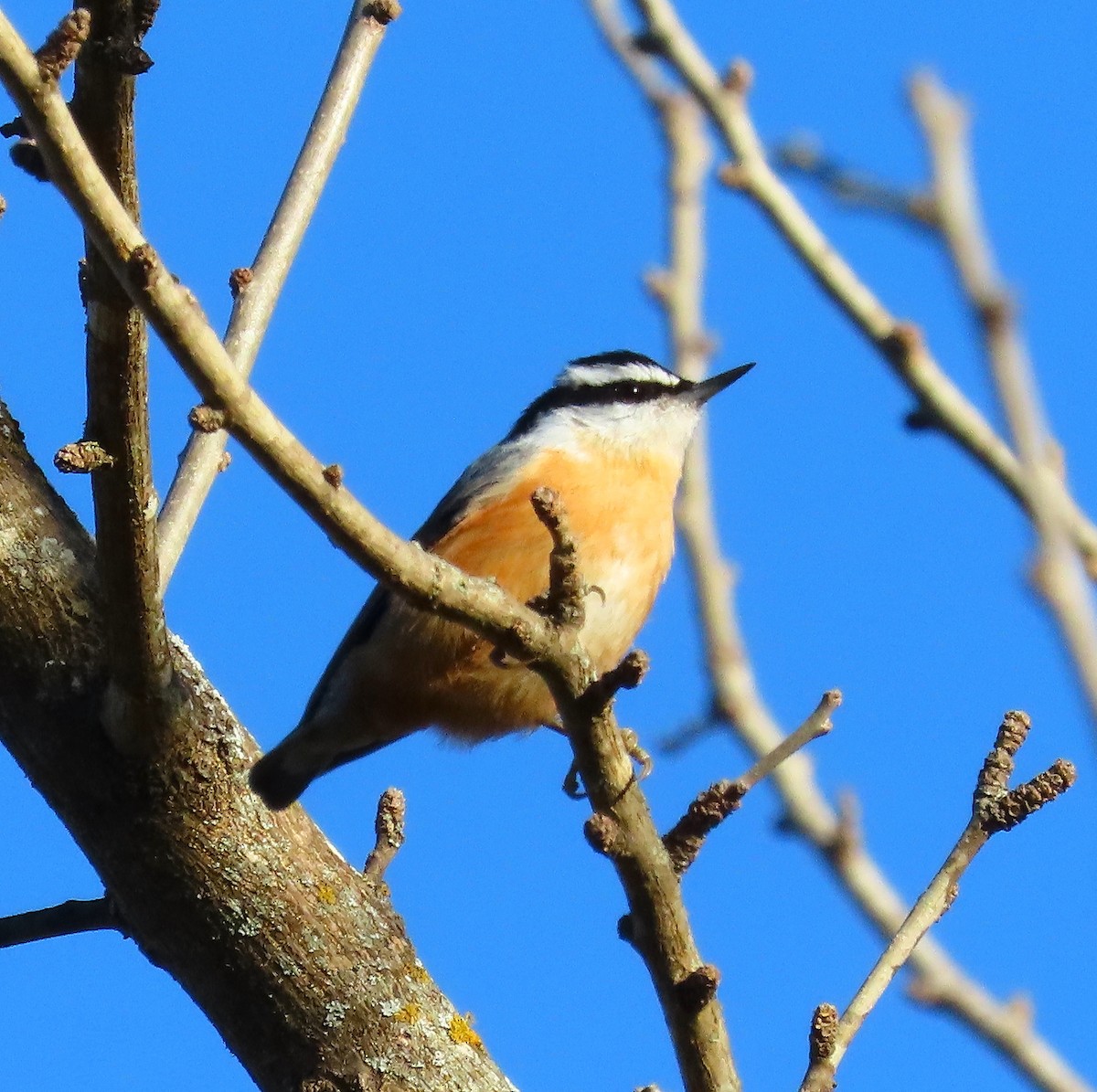 Red-breasted Nuthatch - ML525868641