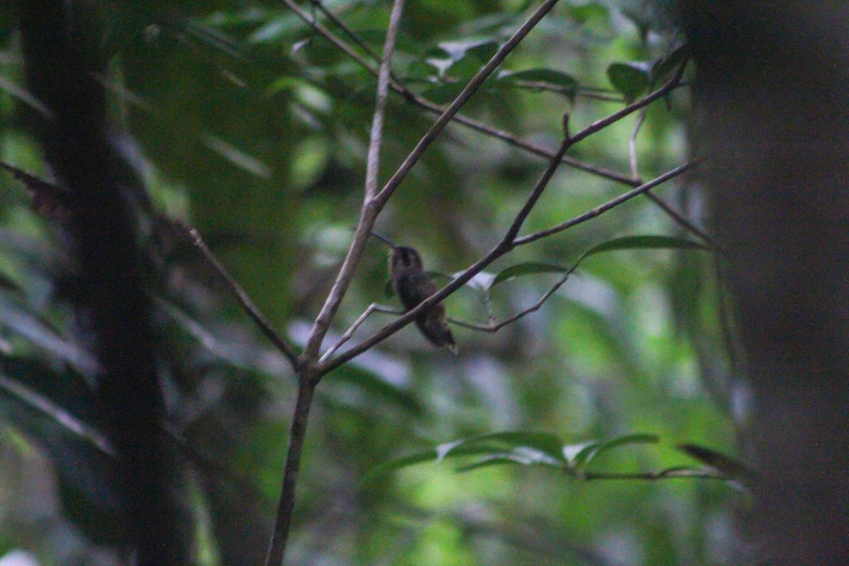 Полосатохвостый колибри-отшельник - ML525870231