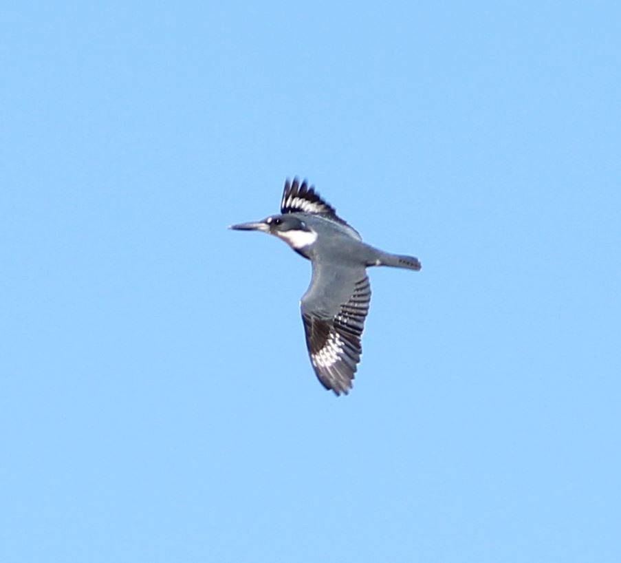 Belted Kingfisher - ML525870541
