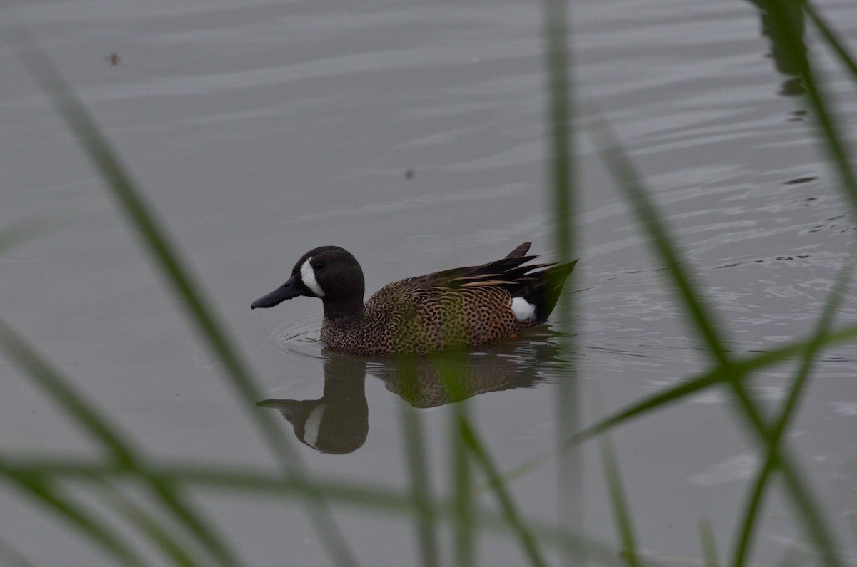 Blue-winged Teal - ML52587231