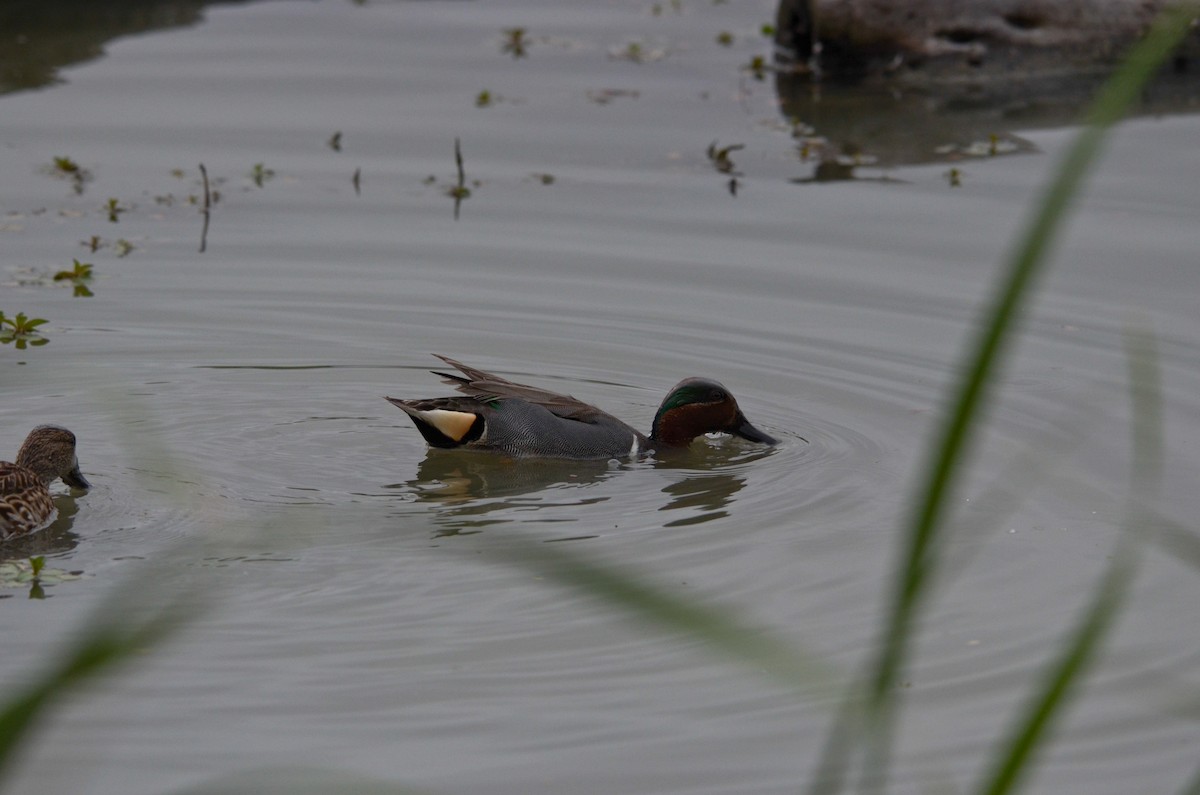 Green-winged Teal - ML52587311
