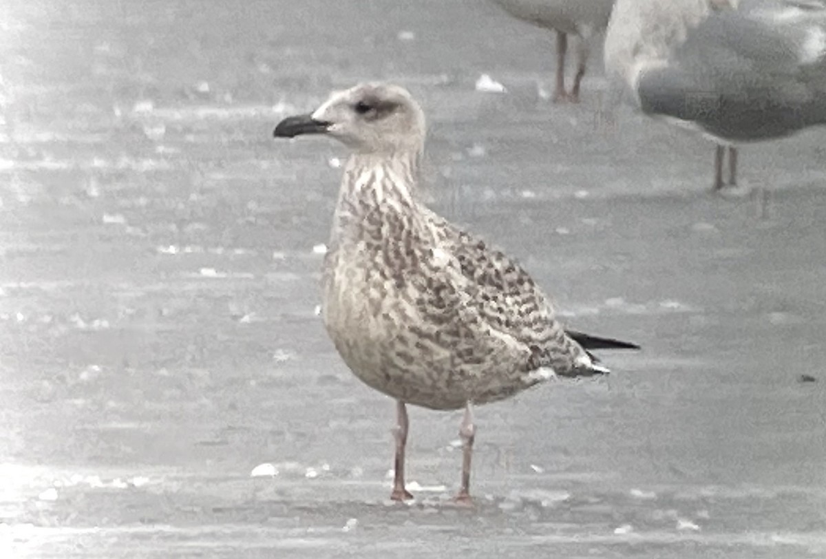 Wisconsin eBird Checklist 19 Jan 2023 Johnson Creek Landfill 7
