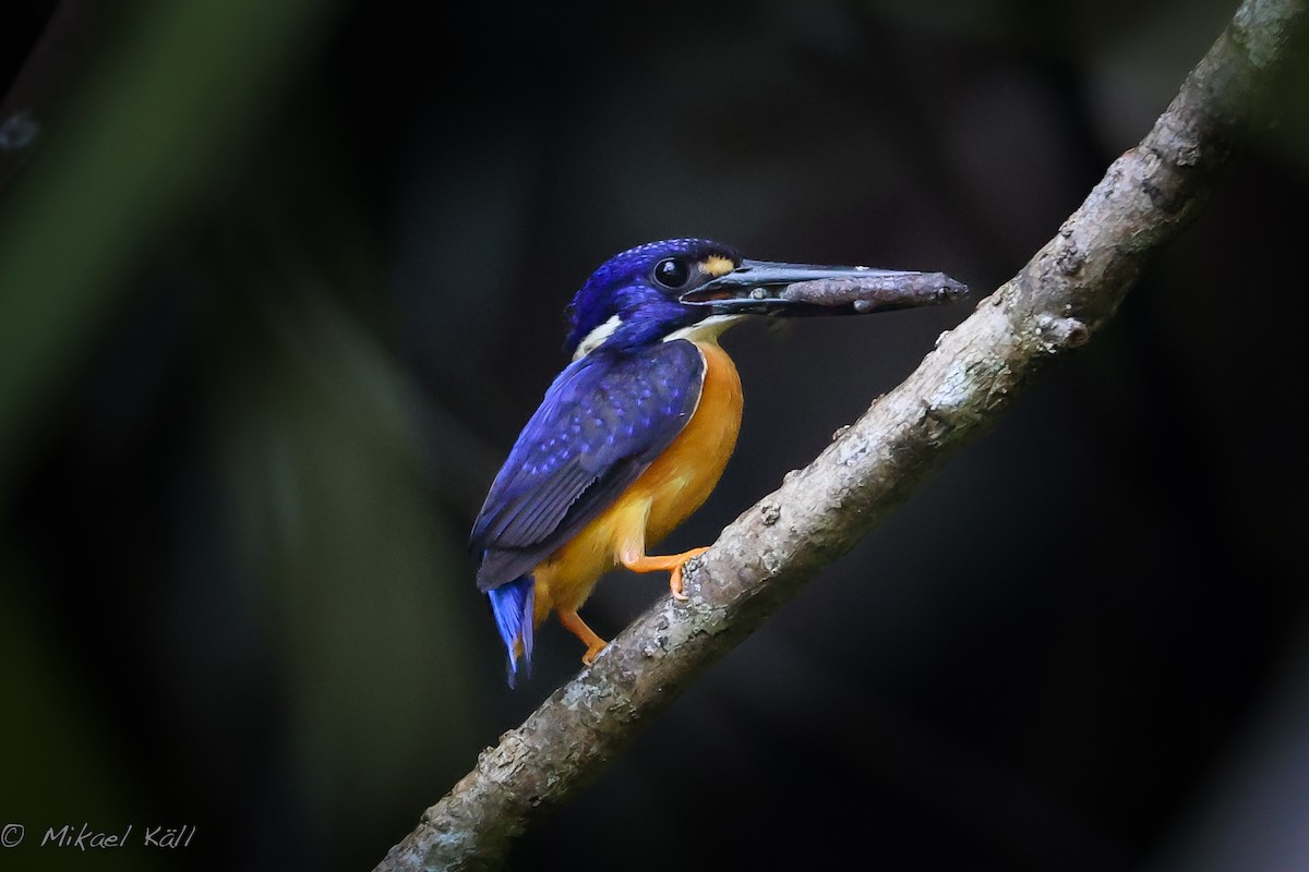 Papuan Dwarf-Kingfisher - Mikael Käll