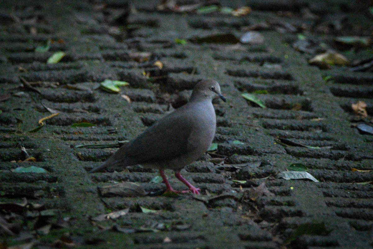Gray-chested Dove - ML525877731