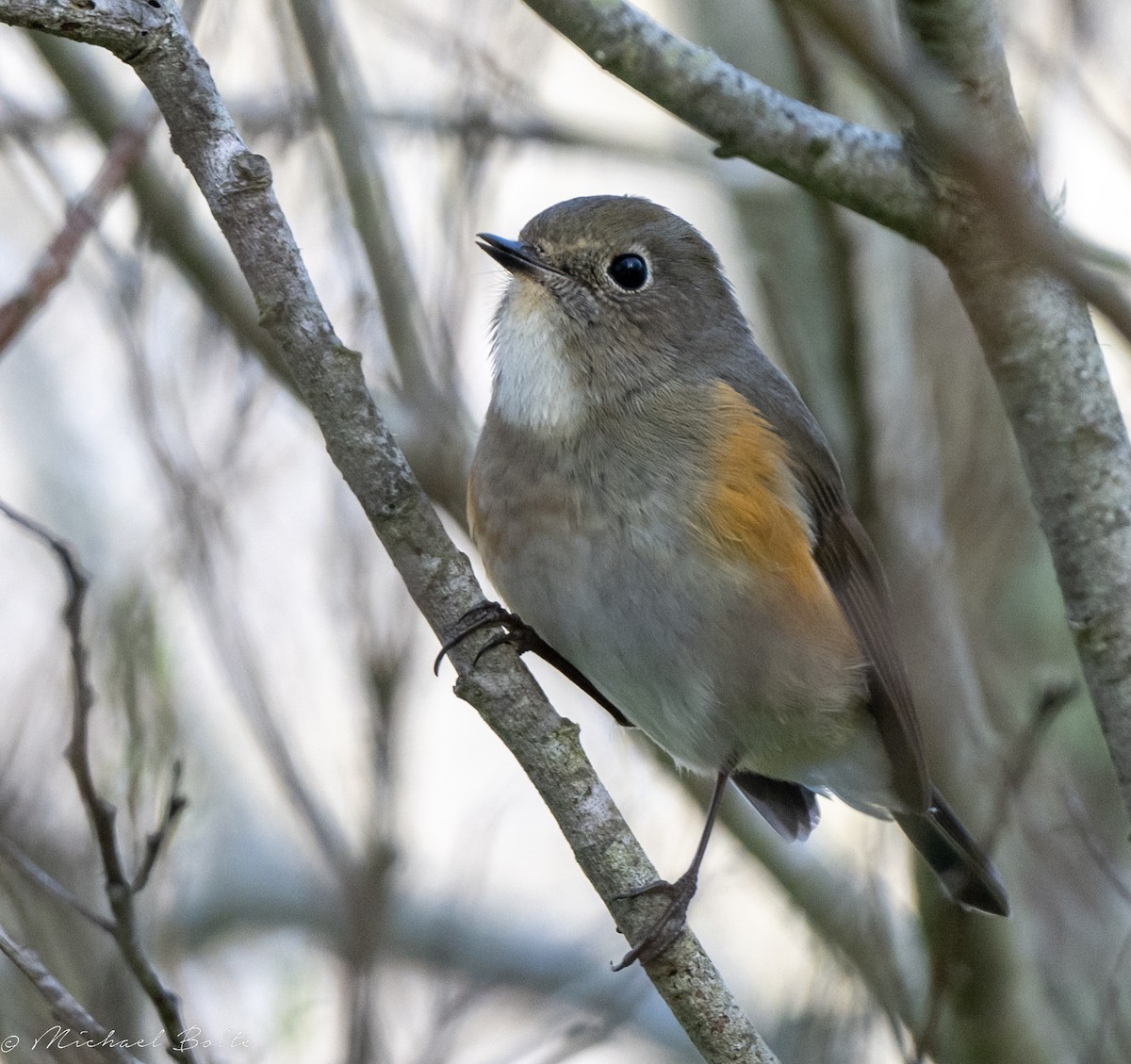 Red-flanked Bluetail - Michael Bolte