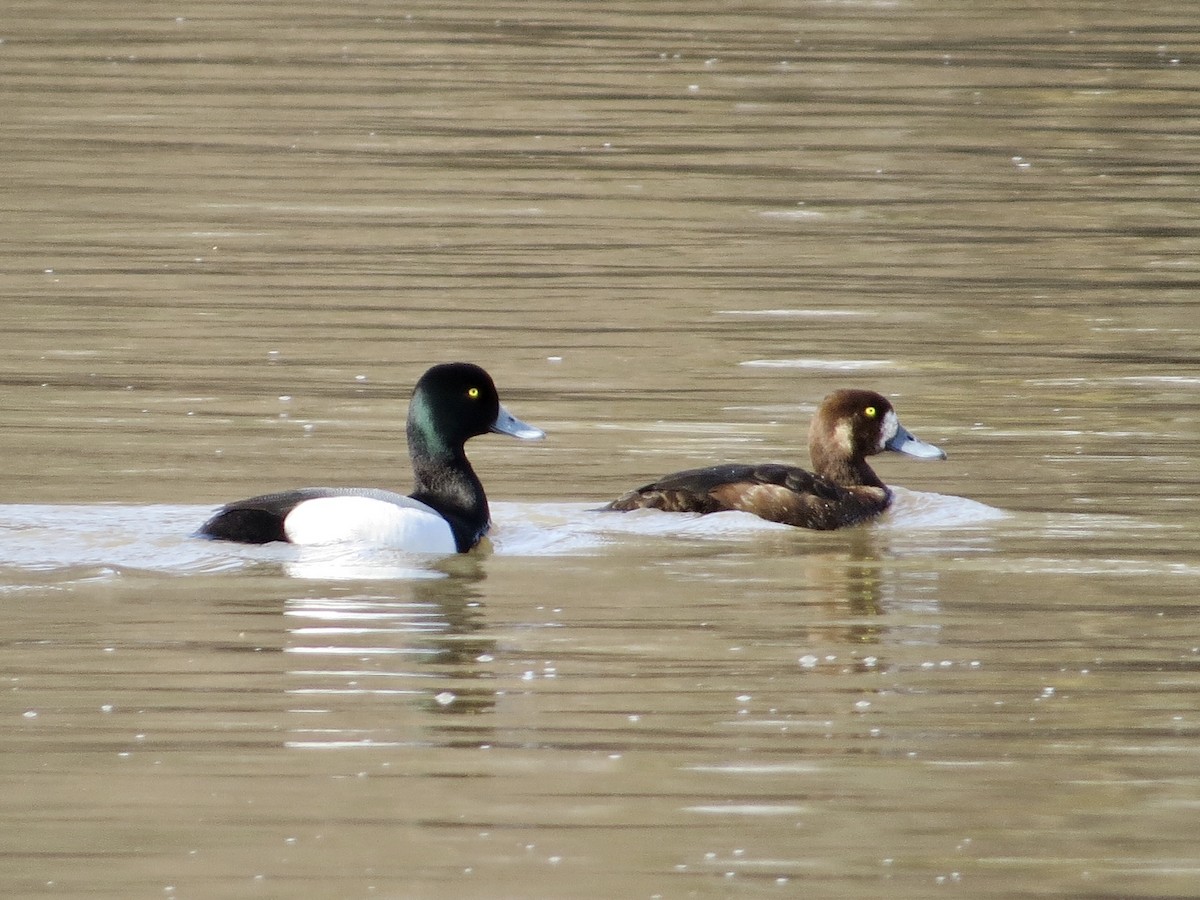 Greater Scaup - ML525884341