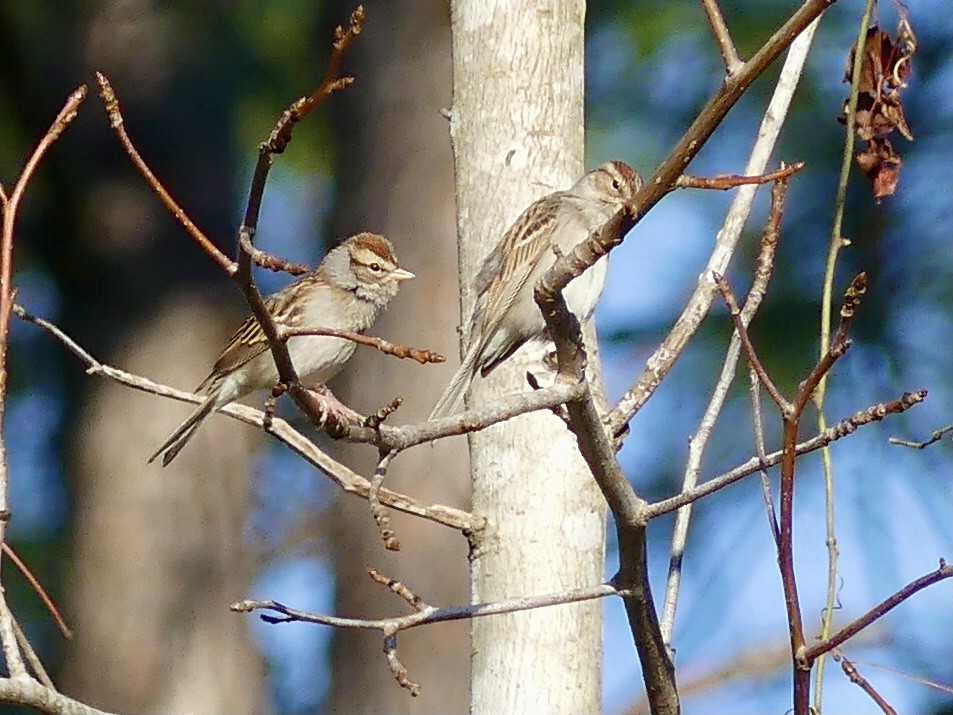 Chipping Sparrow - ML525886011