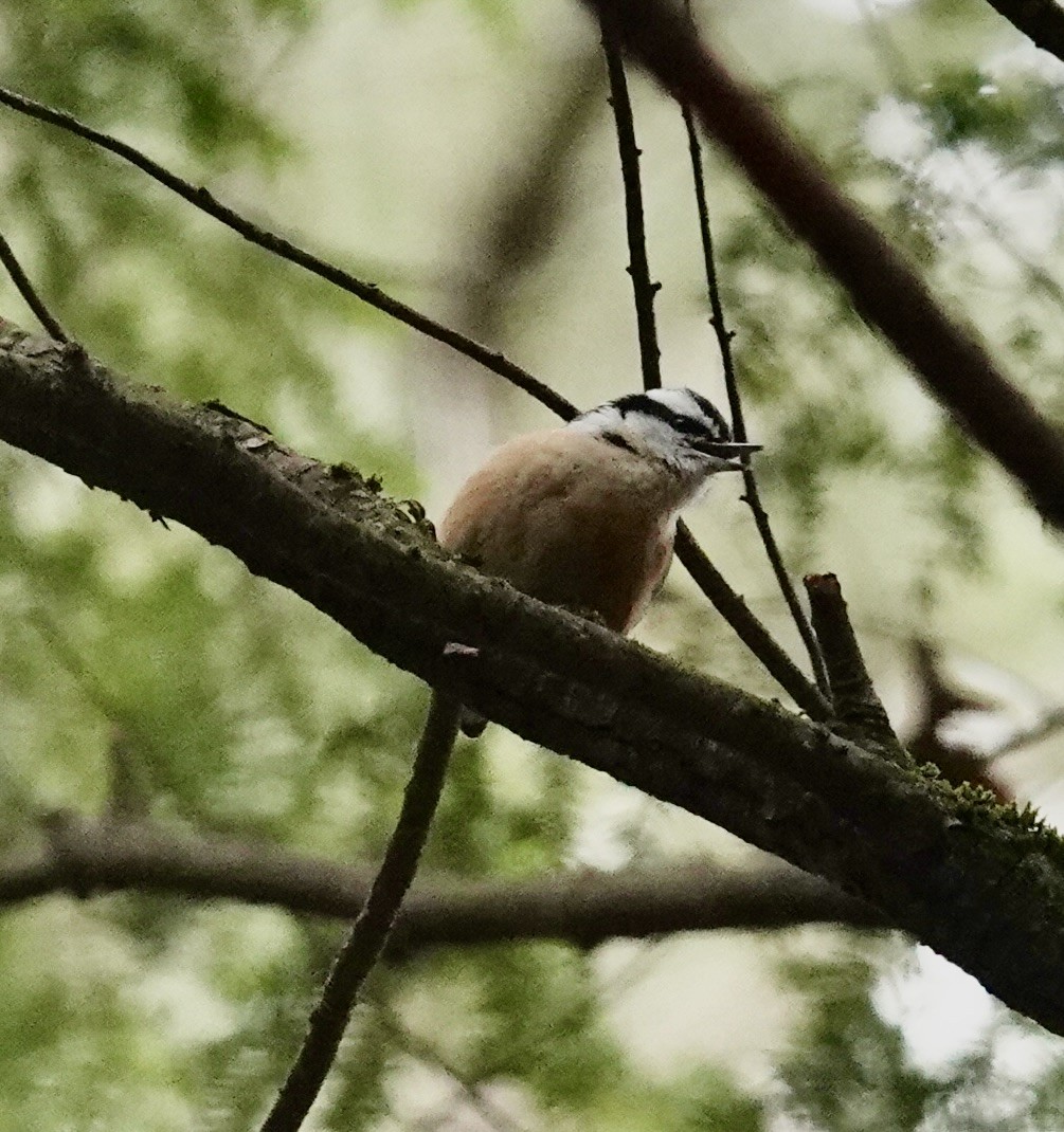 Red-breasted Nuthatch - ML525887431