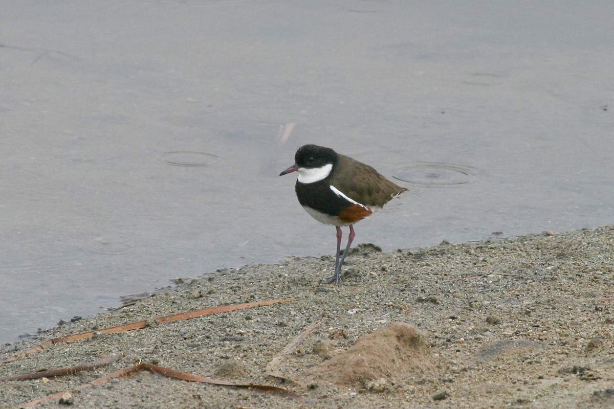 Red-kneed Dotterel - ML525890871