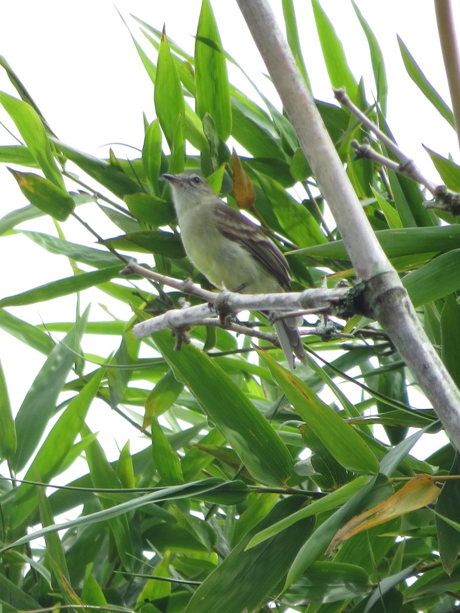 Southern Mouse-colored Tyrannulet - ML525893571
