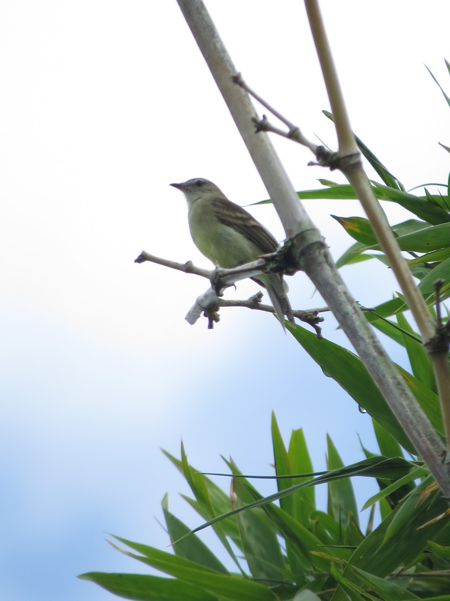 Southern Mouse-colored Tyrannulet - ML525893591
