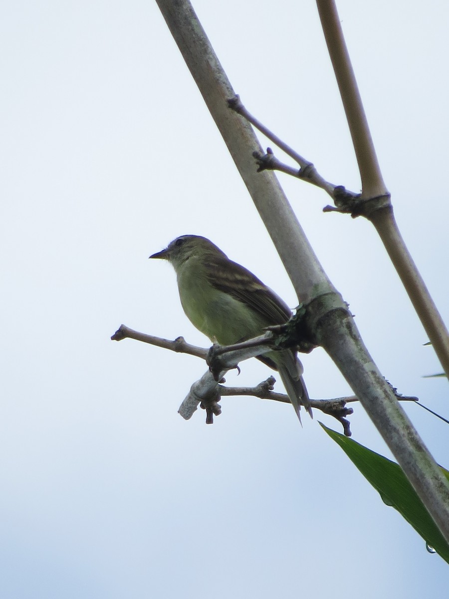 Southern Mouse-colored Tyrannulet - ML525893601